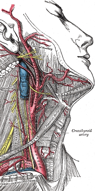 Gray's Anatomy image showing the branches of the common carotid